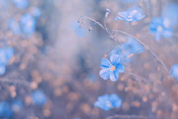 Blue wildflowers on a beautiful pink vintage background.Selective soft backgrounds