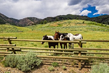 Wild Mustangs / horses behind a post fence in Wyoming