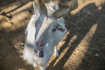 Primo piano di un esemplare di capra domestica. Gli animali di questo genere sono estremamente intelligenti e diffidenti. Le corna del maschio sono lunghissime e robuste