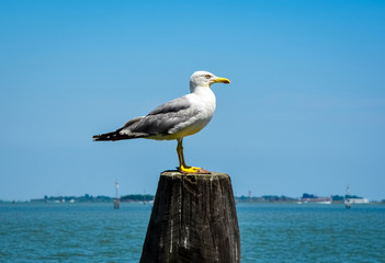 seagull