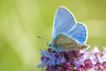 Hauhechel-Bläuling, Polyommatus icarus, auf Dost