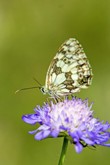 Schachbrett, Melanargia galatea, auf Blüte