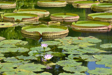Pond with lilies