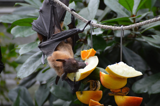 Megabat enjoying his fruit snack
