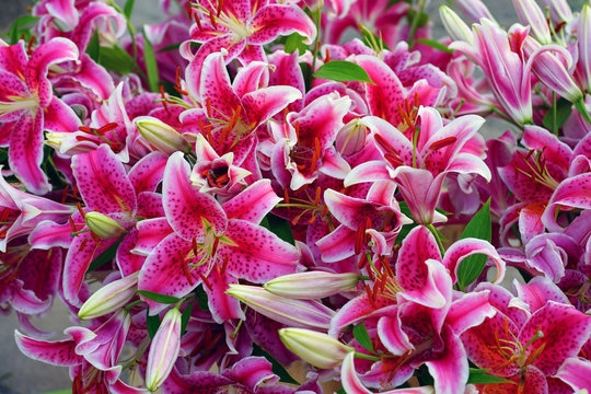Bunch of fragrant Stargazer pink Asiatic lily flower in bloom 