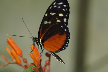 Schmetterling auf Blüte