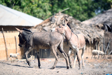 donkeys in African village