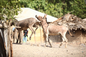 fighting donkeys