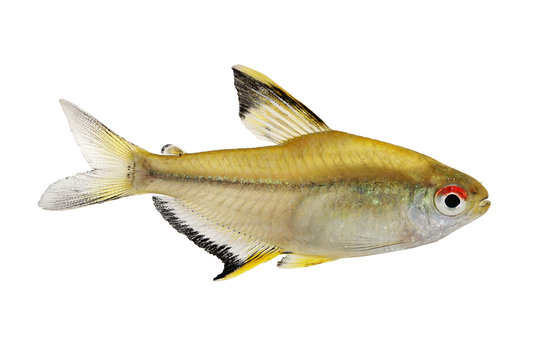 Lemon tetra Hyphessobrycon pulchripinnis tropical freshwater aquarium fish 