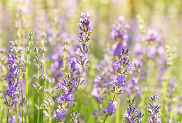 Lavender flower blooming scented field. Bright natural background with sunny reflection. 
