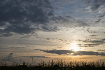 Obraz premium Fresh dewy green grass at sunrise.