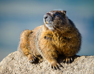 Marmot Resting on Rock at the Top of Mount Evans, Colorado