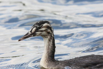 Great crested grebe young swimming on water. Cute funny waterbird. Bird in wildlife.