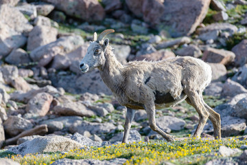 Colorado Rocky Mountain Bighorn Sheep