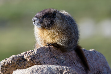 Marmot Resting on Rock at the Top of Mount Evans, Colorado