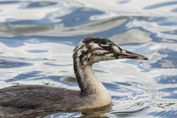Great crested grebe young swimming on water. Cute funny waterbird. Bird in wildlife.
