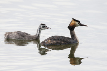 Great crested grebe young and adult swimming on water. Cute beautiful orange-black waterbird. Bird in wildlife.
