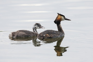 Great crested grebe young and adult swimming on water. Cute beautiful orange-black waterbird. Bird in wildlife.