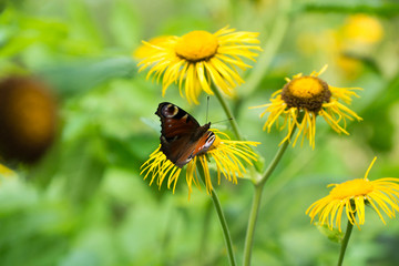 orange and black butterfly on yellow flower
