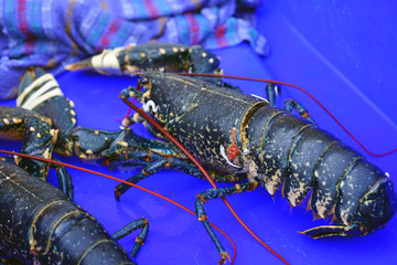 Blue Breton lobster at a seafood market in Brittany