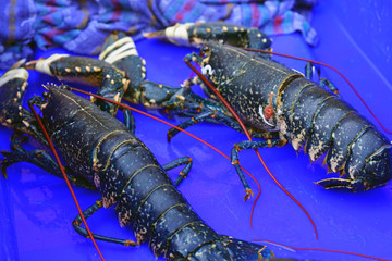 Blue Breton lobster at a seafood market in Brittany
