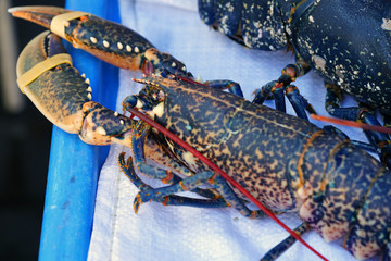 Blue Breton lobster at a seafood market in Brittany