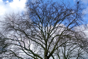 tree