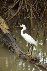 aigrette neigeuse 