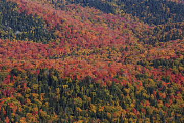 Canadian Autumn in Mont Tremblant National Park