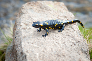 Salamandra