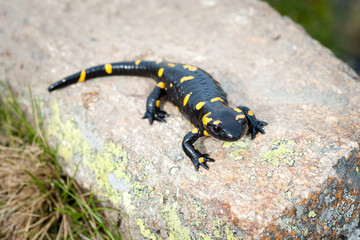 Salamandra