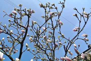 magnolia
