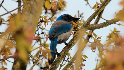 Blue Bird on a Tree