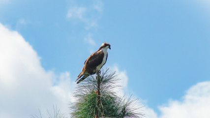 Hawk on a Tree