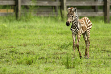Plakat Baby Zebra