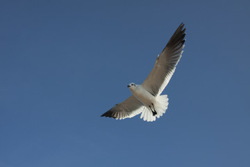 Obraz premium Seagull in Flight