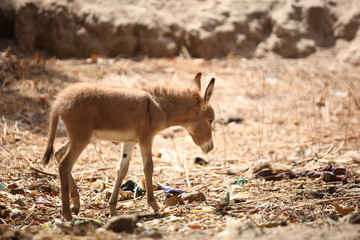 funny baby donkey