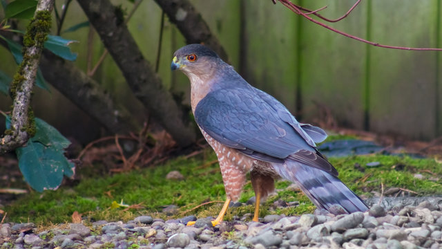 Hawk on the Ground
