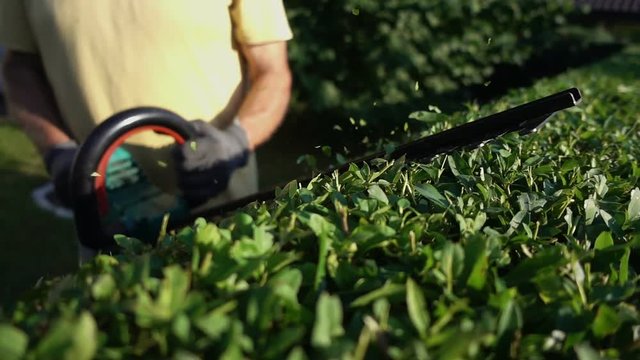 Gardener trimming hedge in garden with electric trimmer for hedge.