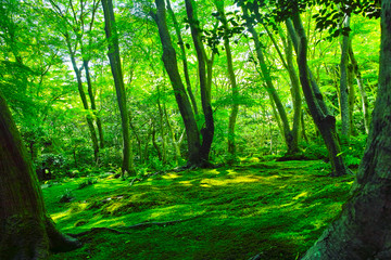 Naklejka premium 苔の森