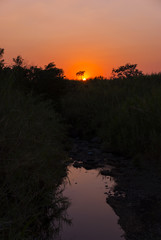 Sunset on Guatemalan coasts, sugarcane plantation and contaminated river