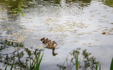 Family of Ducks