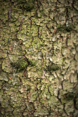 kora drzewa - makro