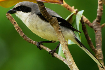Northern Shrike