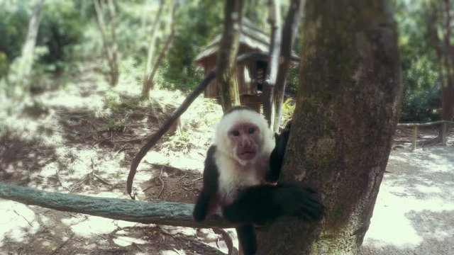 White faced monkey tries to steal camera