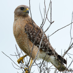 Florida Red-shouldered Hawk