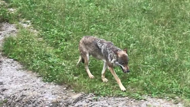 Grauer Wolf  läuft Wiese am Waldrand in der Wildnis vom Nationalpark entlang