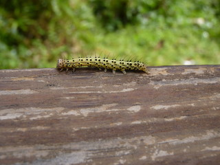 Green Caterpillar