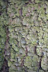 kora drzewa - detal
