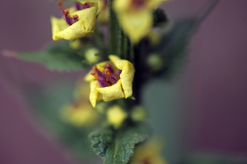 naparstnica - kwiat, detal